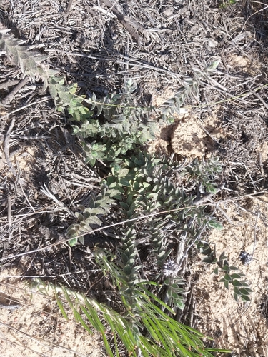 Sandveld Silverpea (Xiphotheca reflexa)