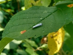 Yponomeuta evonymella