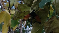 Rhynchophion flammipennis