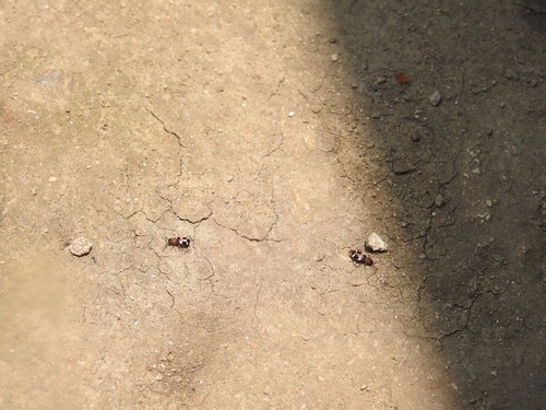 Intybia korshunovi