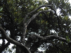 Rhododendron simiarum