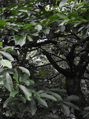 Magnolia cylindrica