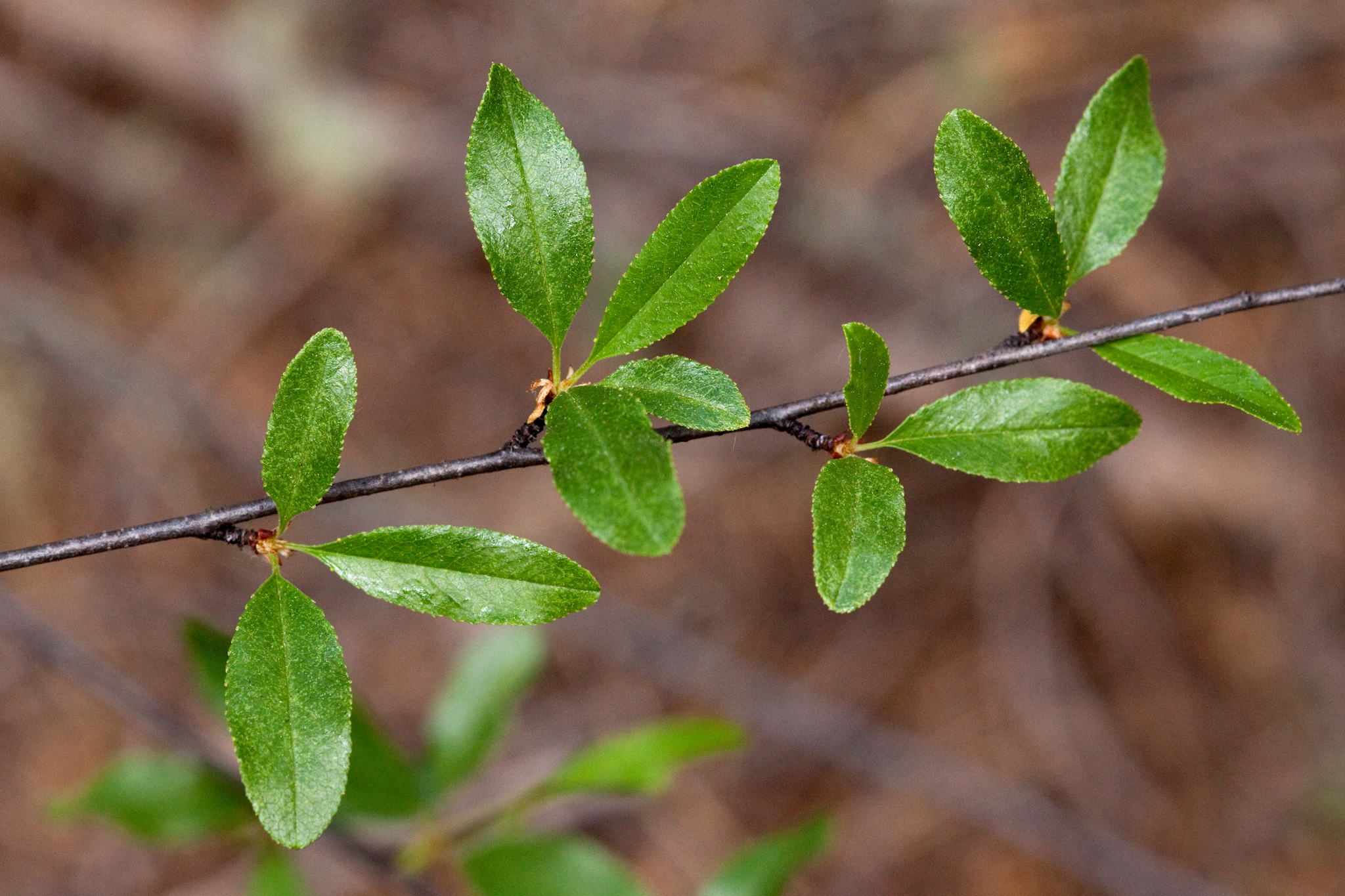 Prunus Emarginata Bitter Cherry