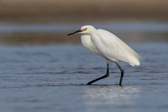 Egretta garzetta nigripes