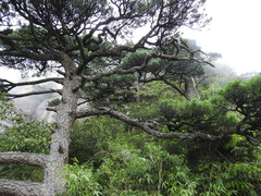 Pinus taiwanensis