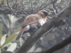 Pterorhinus berthemyi