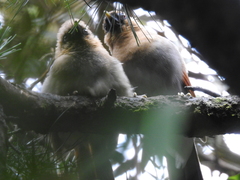 Pterorhinus berthemyi