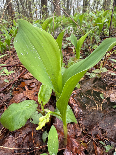 Convallaria pseudomajalis (Convallaria pseudomajalis)