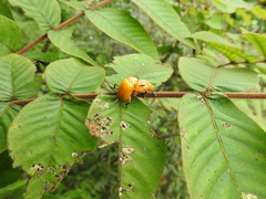 Podontia lutea