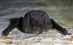 Barbastella barbastellus