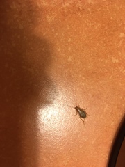 Planuncus tingitanus