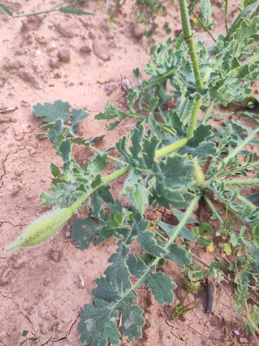 Image of Glaucium corniculatum by (c) Thibaud Godon, some rights reserved (CC BY)