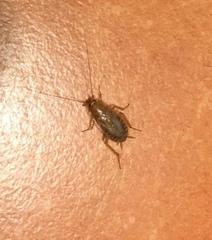 Planuncus tingitanus