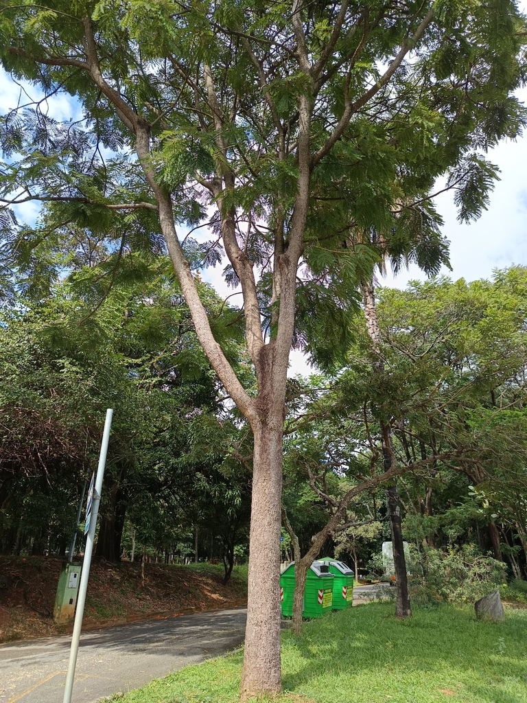 Dimorphandra wilsonii