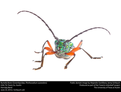 Plinthocoelium suaveolens