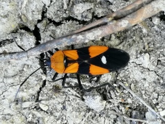 Oncopeltus spectabilis