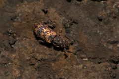 Synchita undata