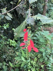 Warszewiczia coccinea