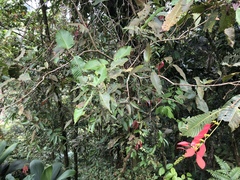 Warszewiczia coccinea