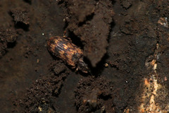 Synchita undata