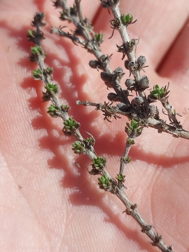 Hairy Daggapit (Nenax hirta)
