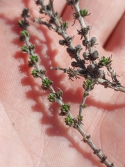 Ambraria (Ambraria)