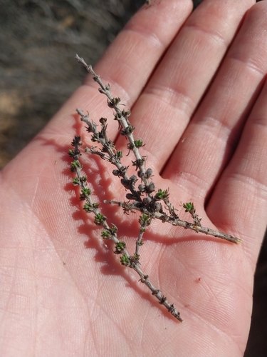 Image of Nenax hirta by (c) De Waal Hugo, some rights reserved (CC BY)