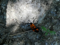 Oncopeltus spectabilis