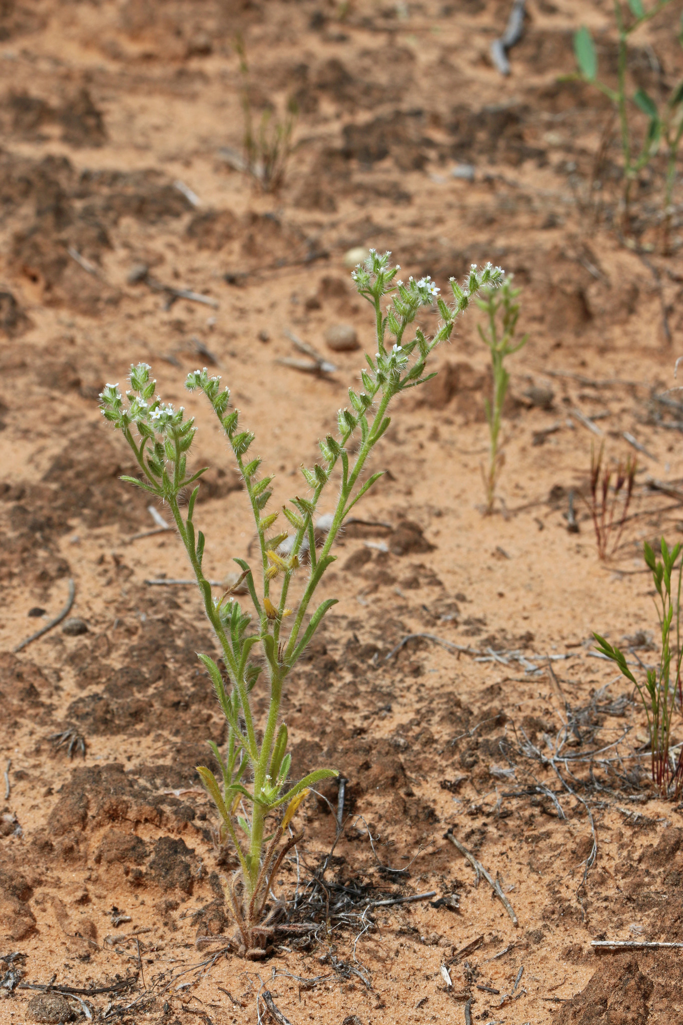Cryptantha crassisepala var. elachantha