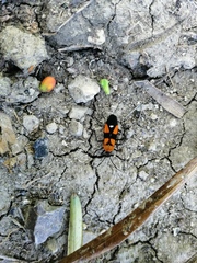 Oncopeltus spectabilis