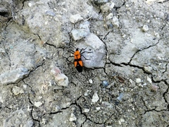 Oncopeltus spectabilis