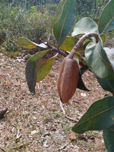 Foto de Pau santo