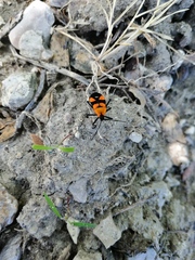 Oncopeltus spectabilis