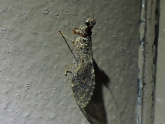 Plega dactylota