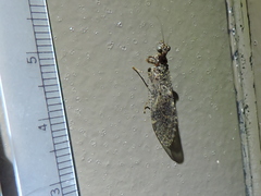 Plega dactylota
