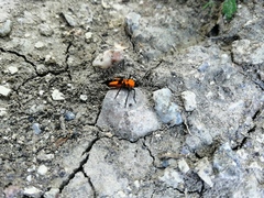 Oncopeltus spectabilis