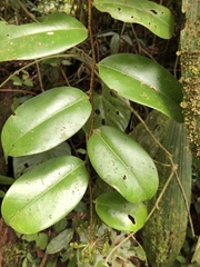 Marcgraviaceae