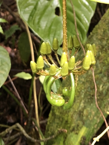 Marcgravia atropunctata