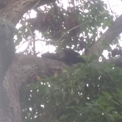 Erethizon dorsatum dorsatum