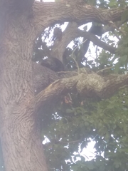 Erethizon dorsatum dorsatum