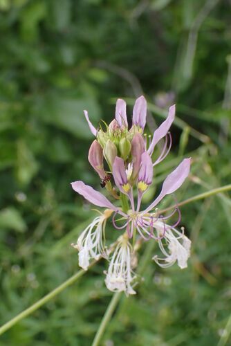 Cleome macrophylla (Cleome macrophylla)
