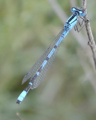 Enallagma annexum