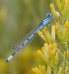 Enallagma annexum