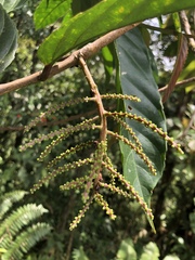 Tetrathylacium macrophyllum