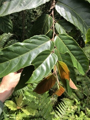 Tetrathylacium macrophyllum