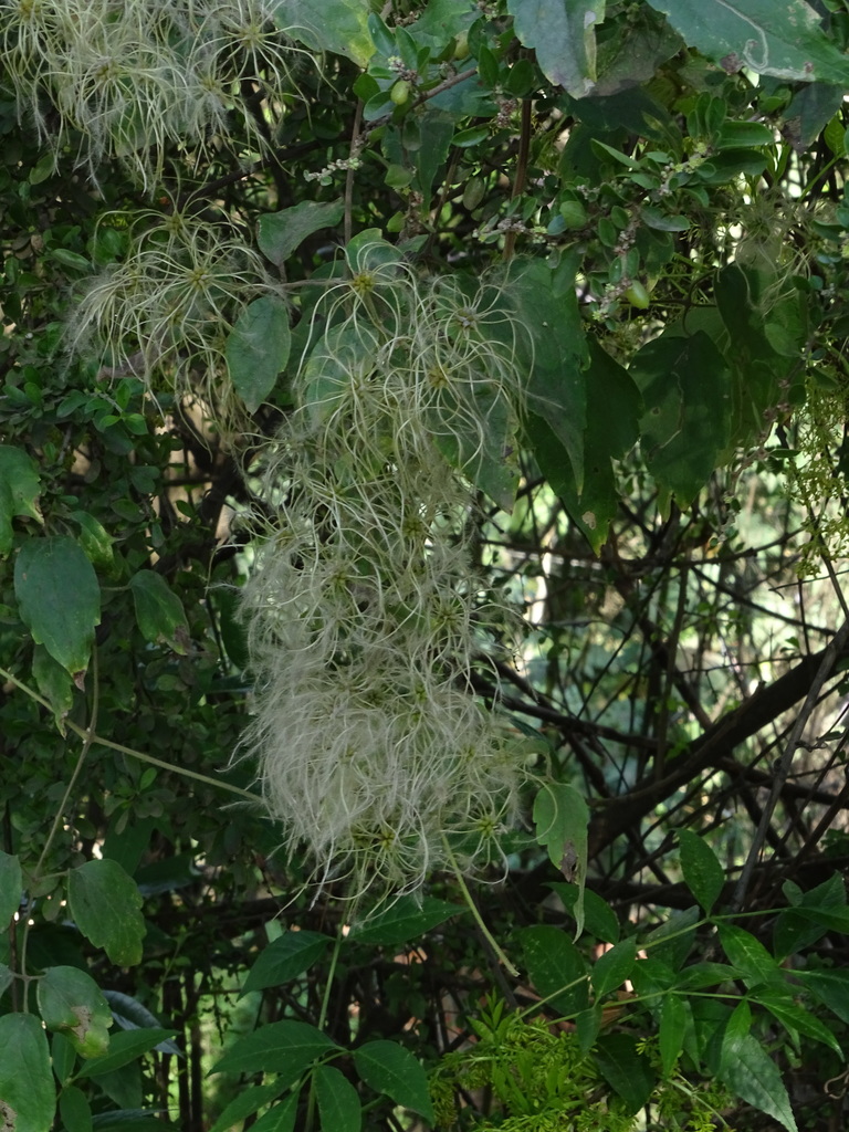 Clematis grossa