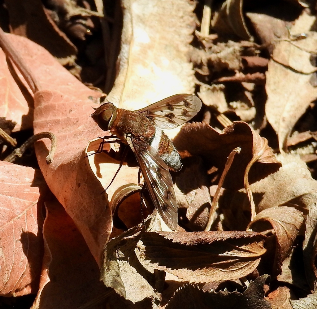 Nyia gazophylax