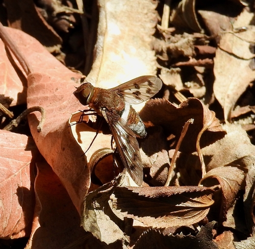 Nyia gazophylax