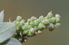 Fremont's Goosefoot - Photo (c) Jerry Oldenettel, some rights reserved (CC BY-NC-SA)