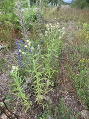 Pseudognaphalium macounii